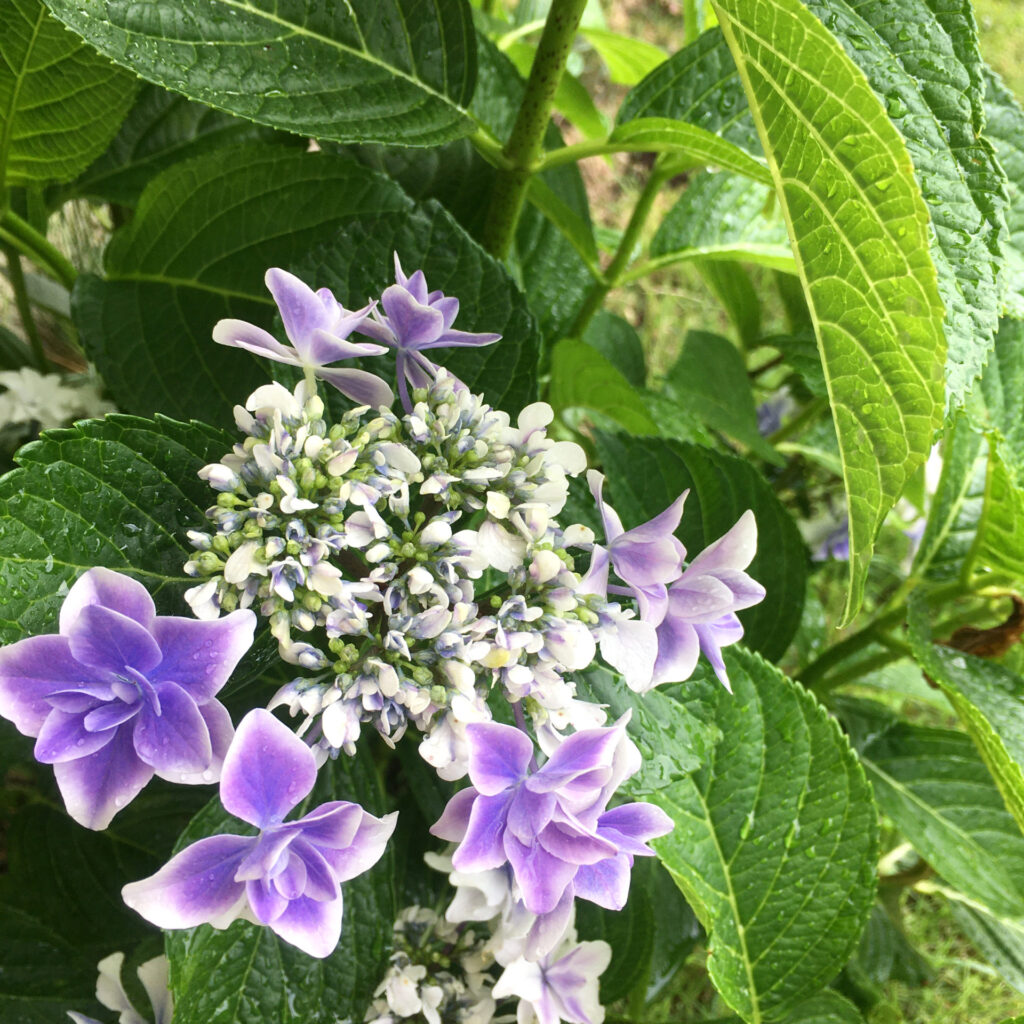 アジサイ事情と初スワッグ作り