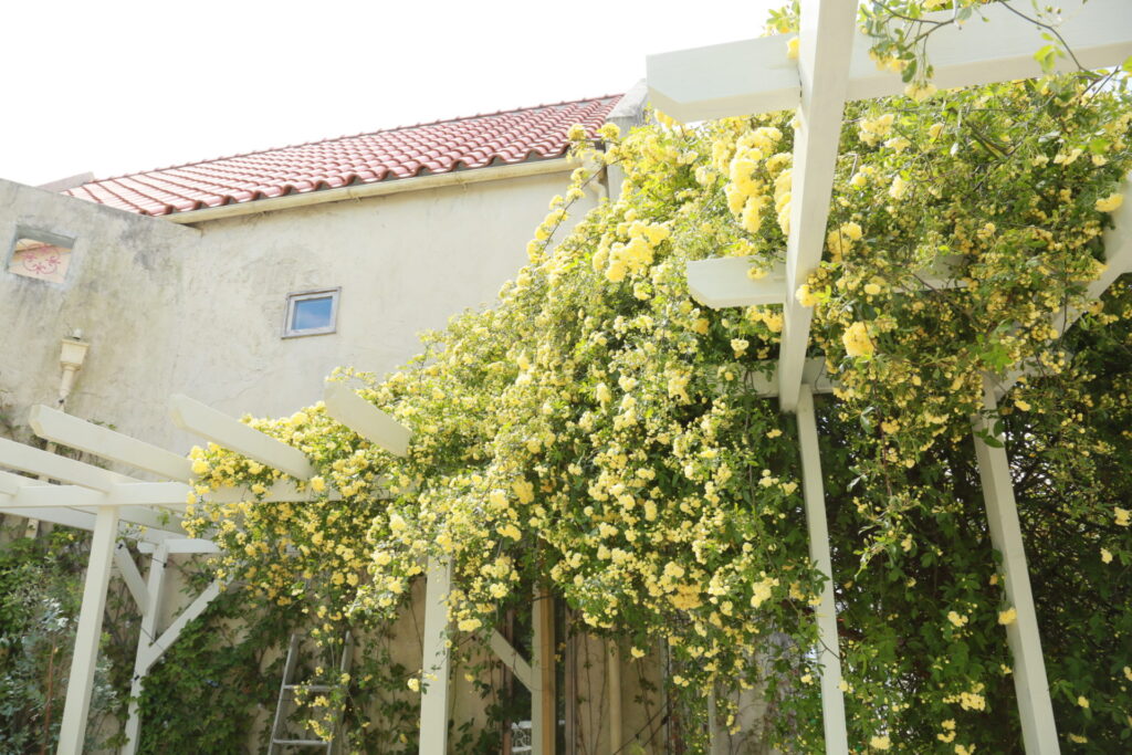 パーゴラってなーんだ？