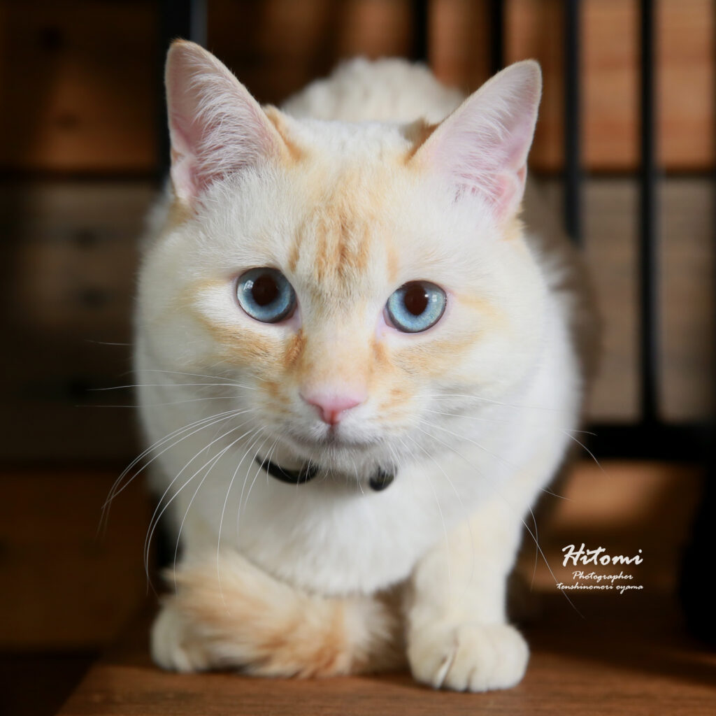 猫ネコ！ねこ！！！猫の撮影★