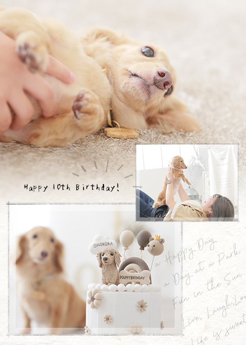 モフモフ10歳記念♪