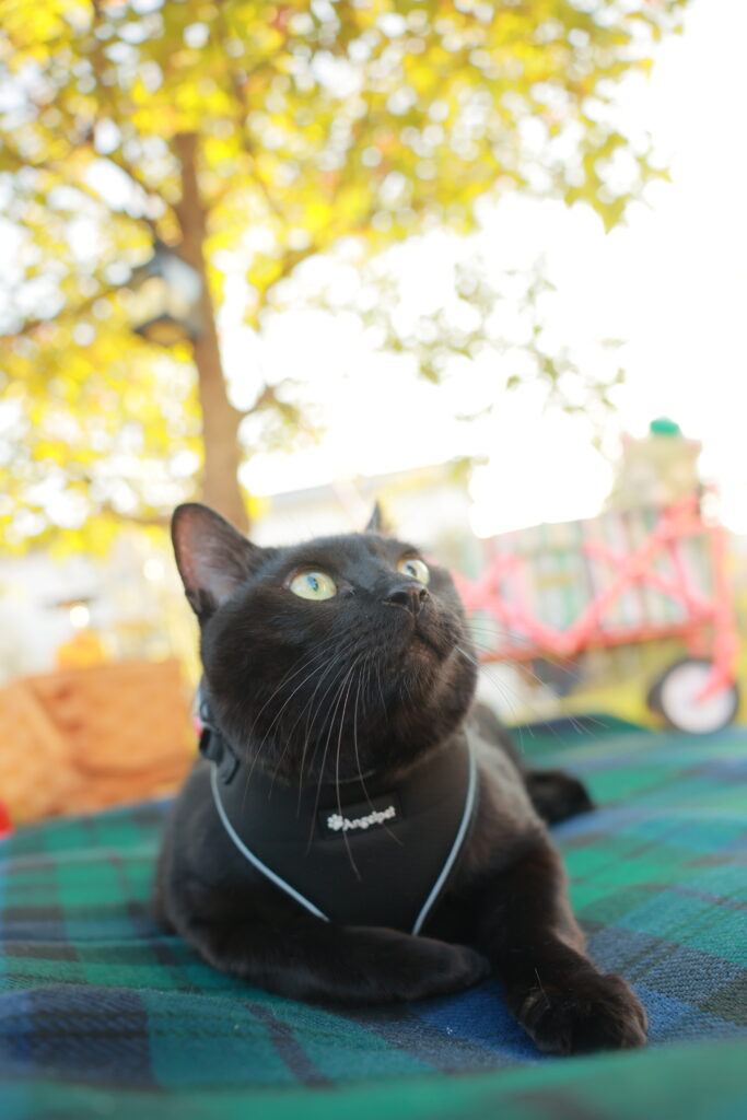 ペットさん撮影いかがでしょうか