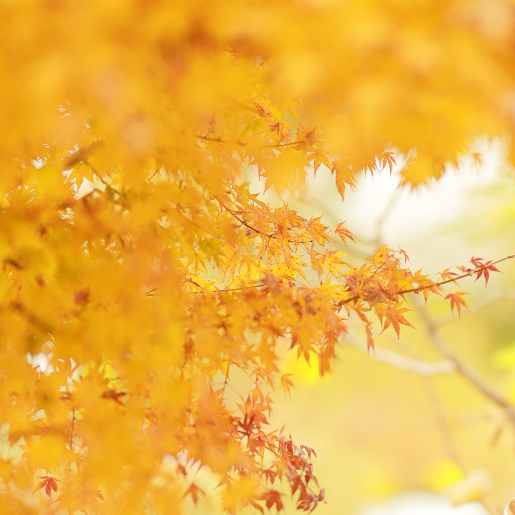 ホームページリニューアル♪