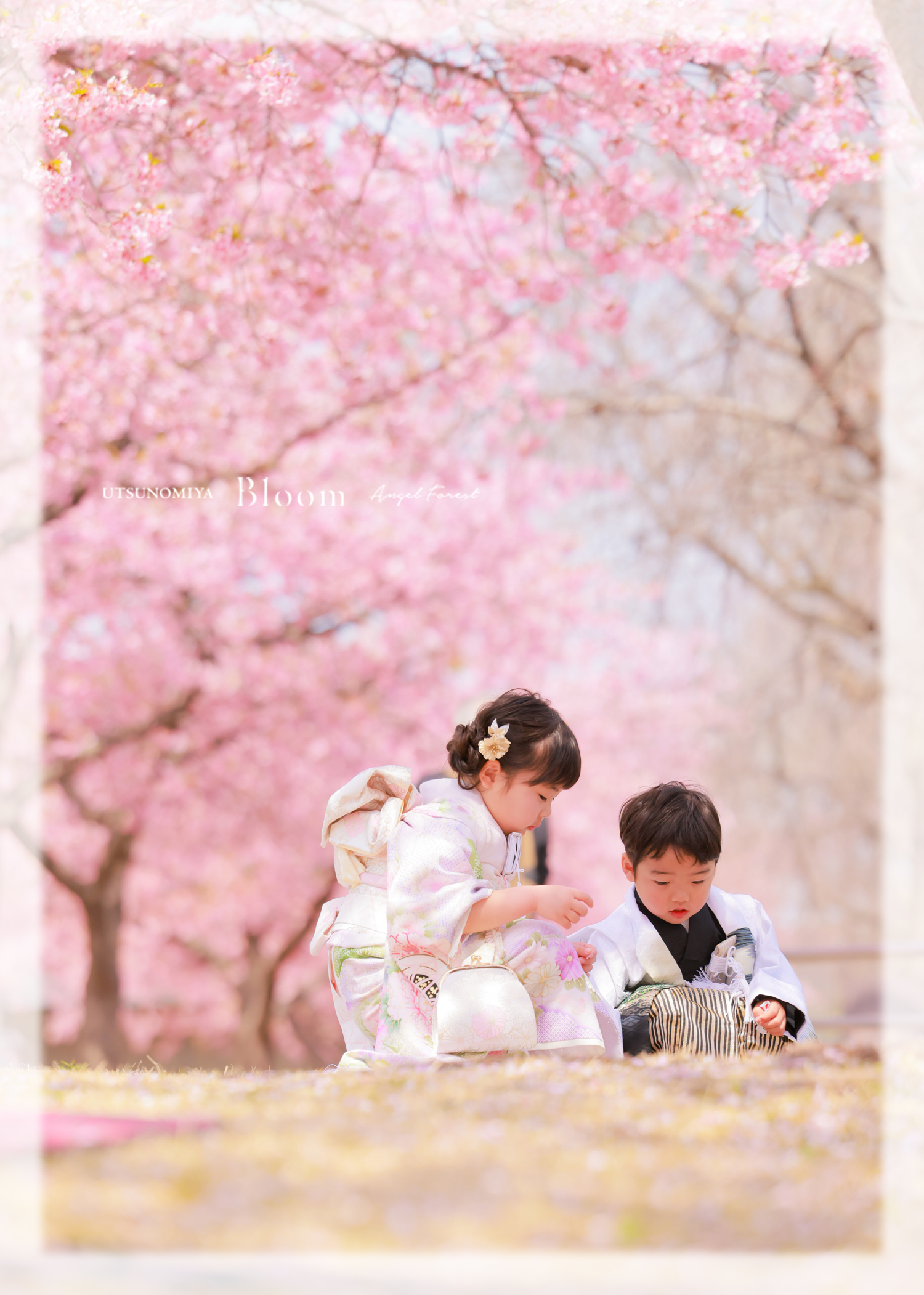 七五三　出張撮影　桜