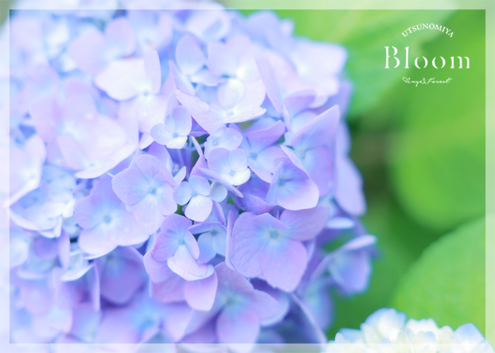 【宇都宮Bloom】紫陽花が咲いてきました～❀