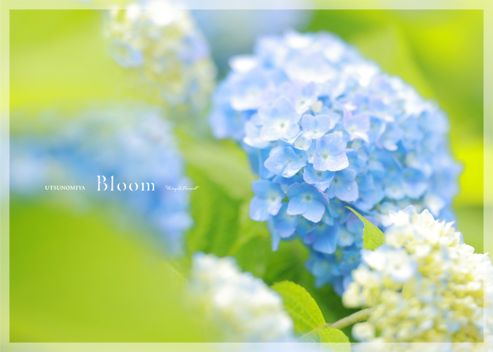天使の森　宇都宮Bloom　紫陽花　撮影スポット