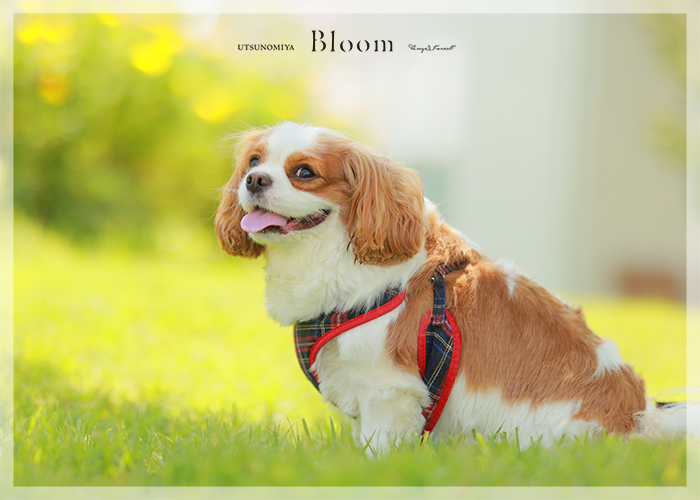 天使の森　家族写真　ペット撮影　お誕生日記念　集合写真