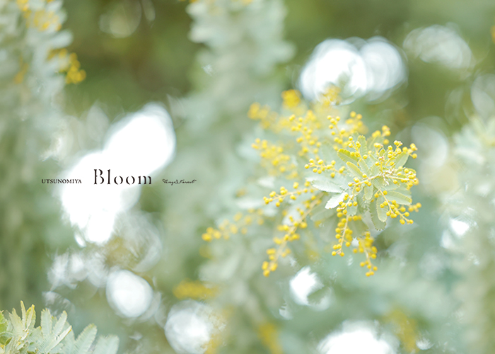 【宇都宮Bloom】お庭のミモザが色づいてきました❀