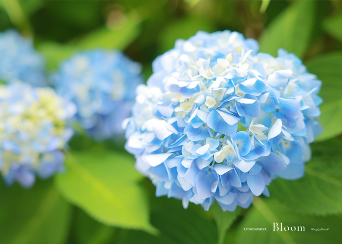【宇都宮Bloom】お庭のご紹介♪